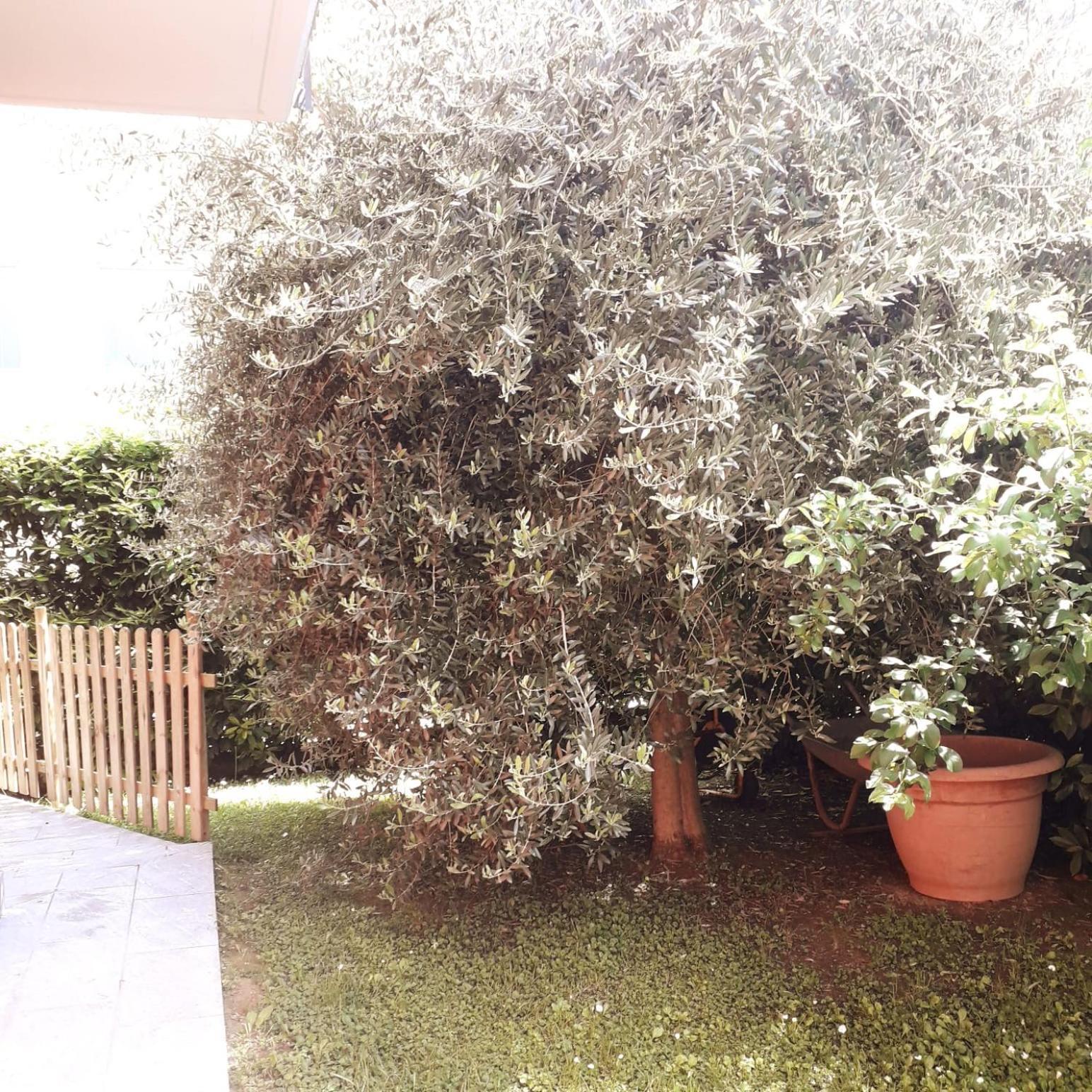 Bed and Breakfast Beb Ulivo Santa Giuletta Zewnętrze zdjęcie